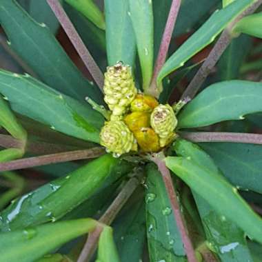 Mahonia 'Soft Caress'