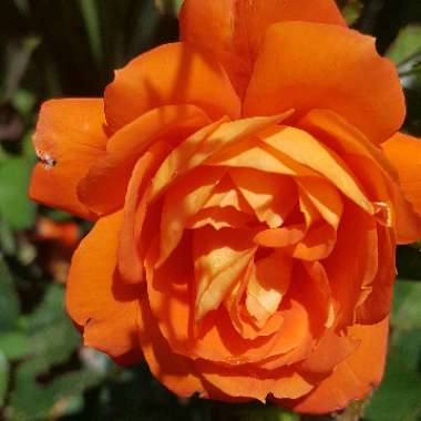 Hybrid Tea Rose 'Dawn Chorus'