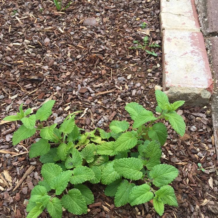 Plant image Melissa officinalis 'Aurea'