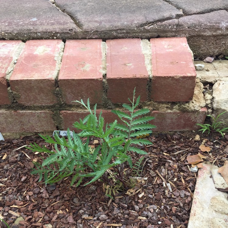 Plant image Tanacetum Vulgare