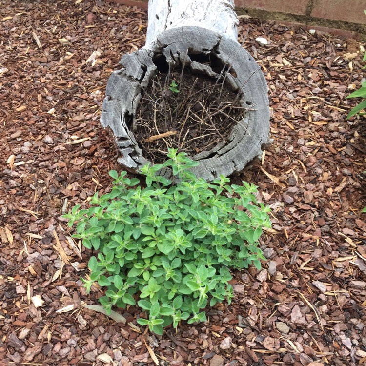 Plant image Origanum Vulgare var. Hirtum