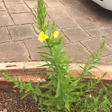 Common evening primrose