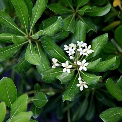 Plant image Pittosporum tobira