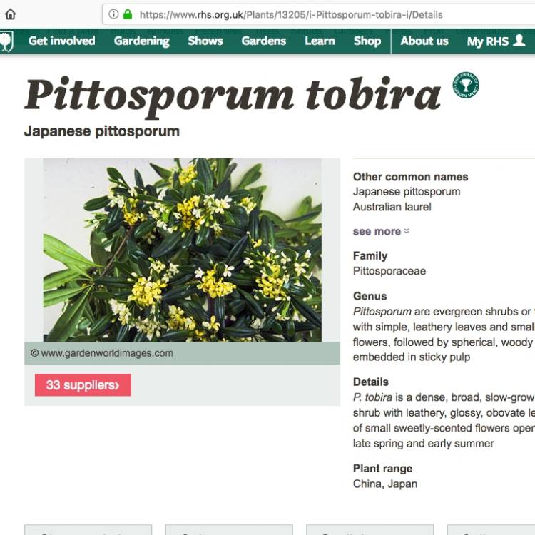 Plant image Pittosporum tobira