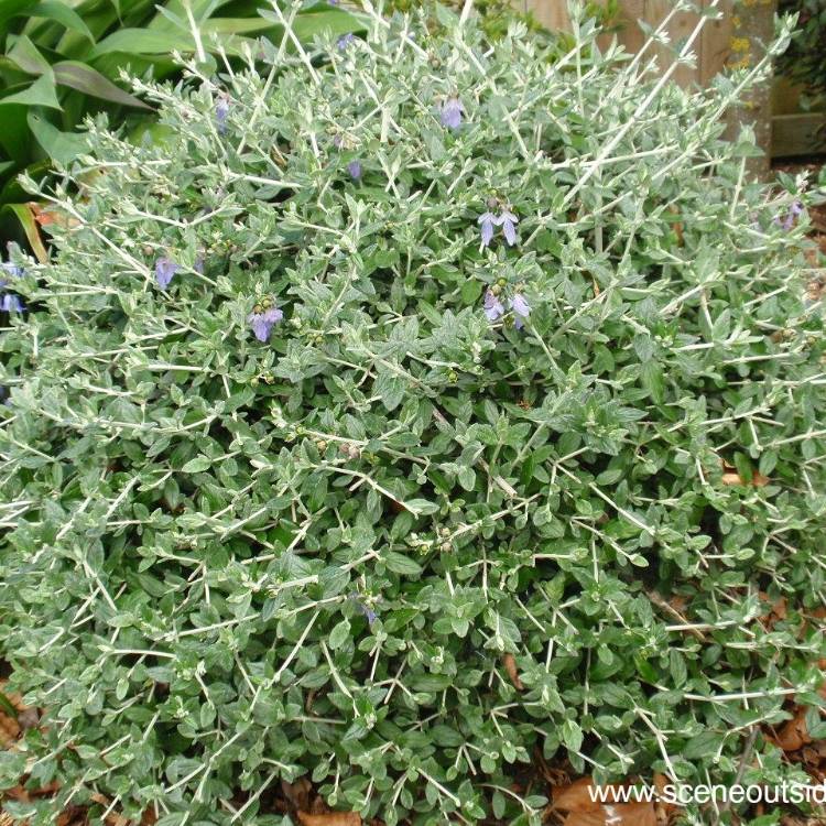 Plant image Teucrium fruticans 'Azureum'