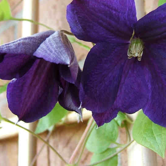 Plant image Clematis jackmanii 'Superba'