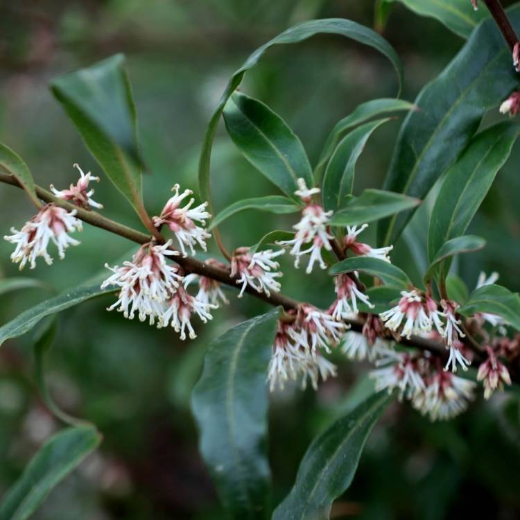 Plant image Sarcococca hookeriana var. digyna