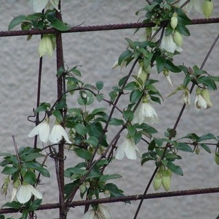 Plant image Clematis cirrhosa 'Jingle Bells'