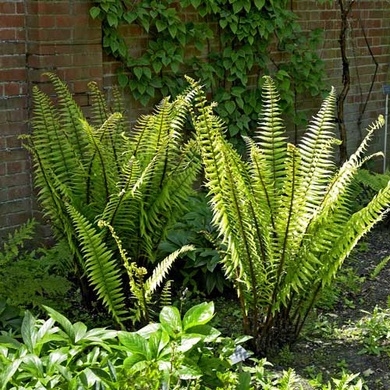 Plant image Dryopteris Wallichiana