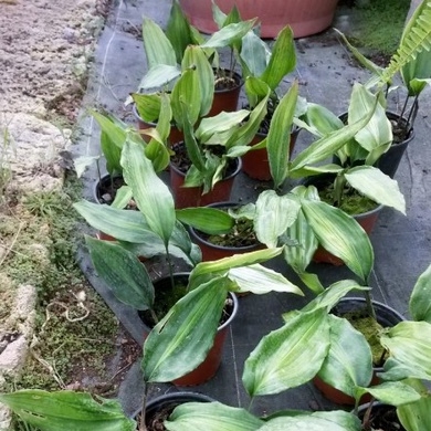 Plant image Aspidistra zongbayi 'Uan Fat Lady'