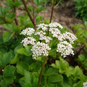 Plant image Ligusticum scoticum 