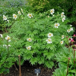 Plant image Paeonia 'Claire de Lune'