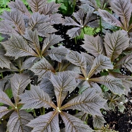 Plant image Rodgersia podophylla 'Rotlaub'