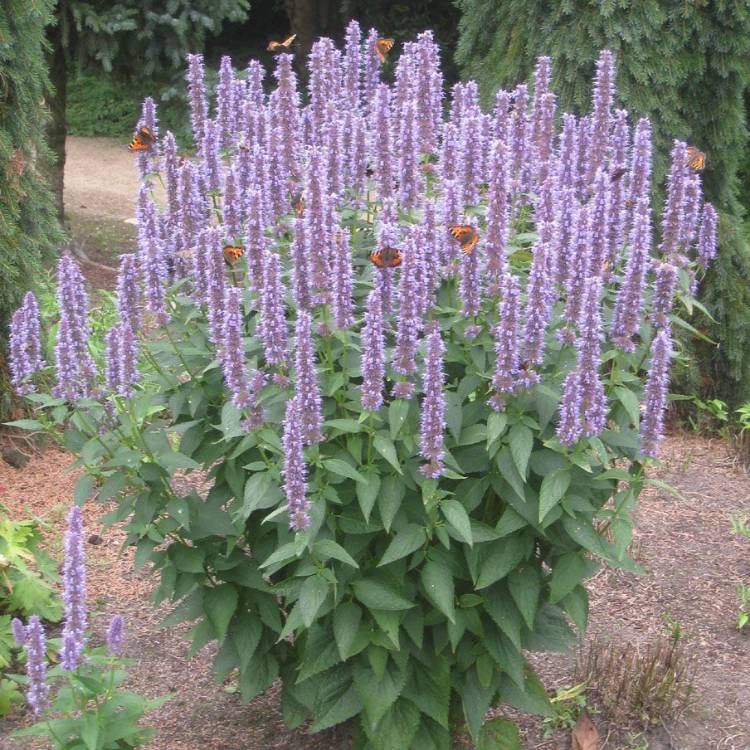 Plant image Agastache 'Blue Fortune'