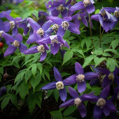 Plant image Clematis alpina 'Frances Rivis'