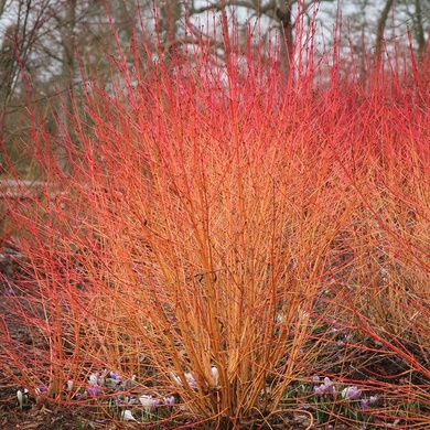 Plant image Cornus sanguinea 'Midwinter Fire'