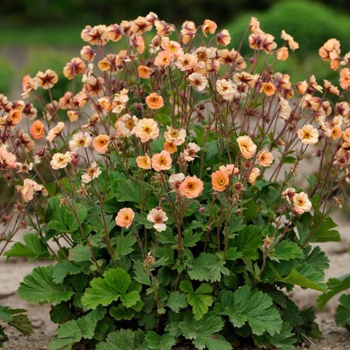 Plant image Geum 'Mai Tai'