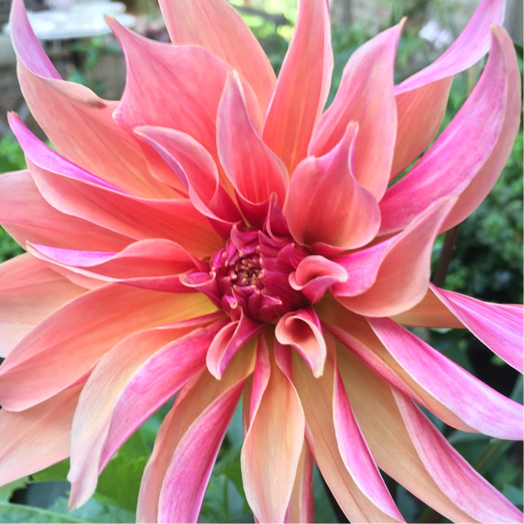 Plant image Dahlia 'Labyrinth'