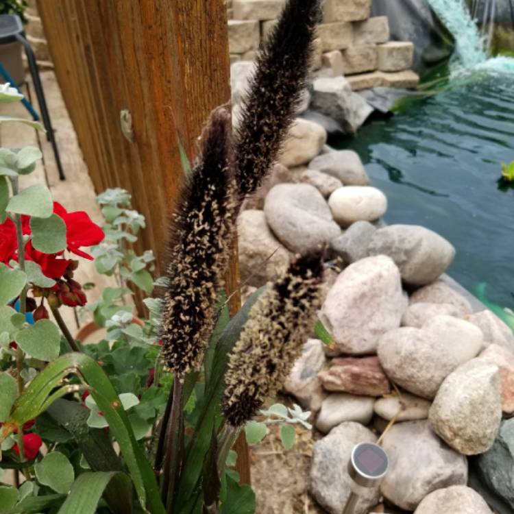 Plant image Pennisetum glaucum 'Purple Baron'