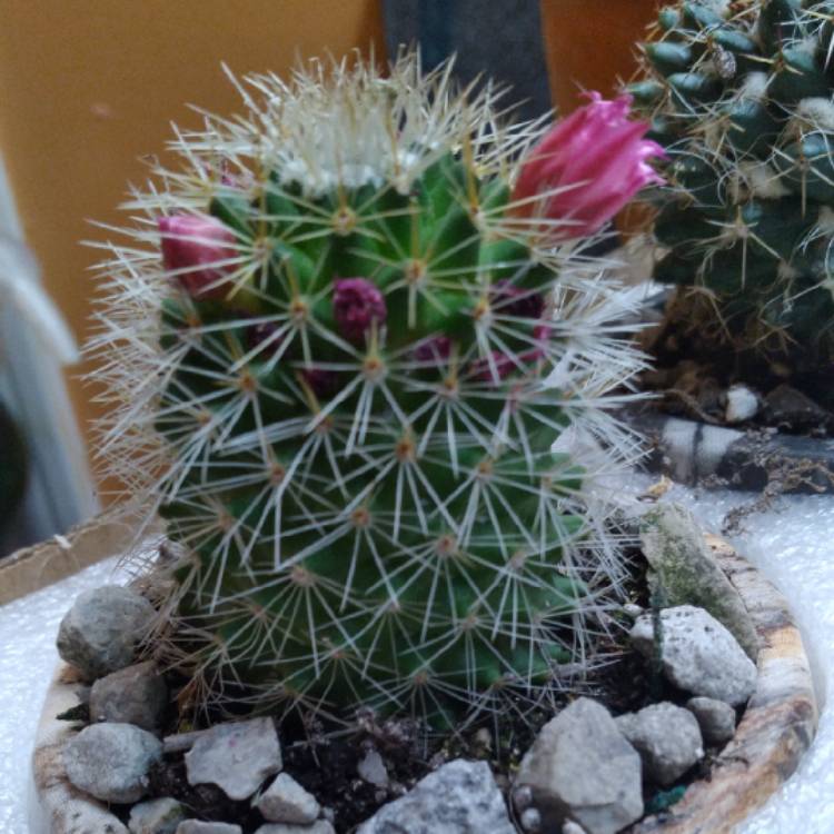 Plant image Mammillaria zeilmanniana var. Albiflora