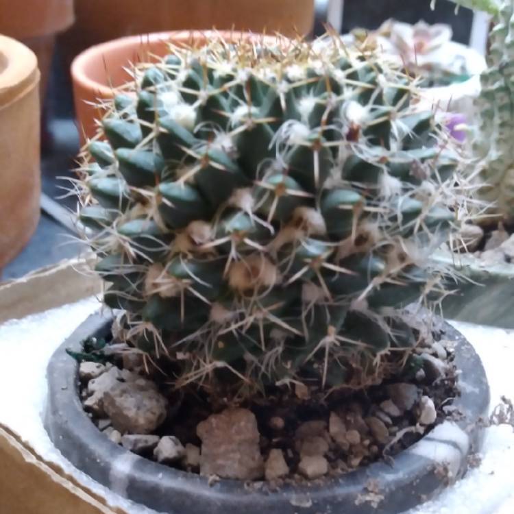 Plant image Mammillaria Magnimamma