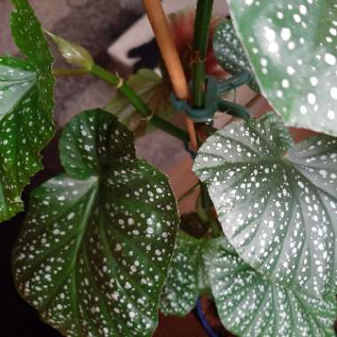 Angel Wing Begonia