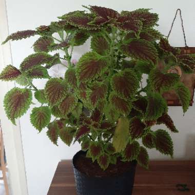 Coleus