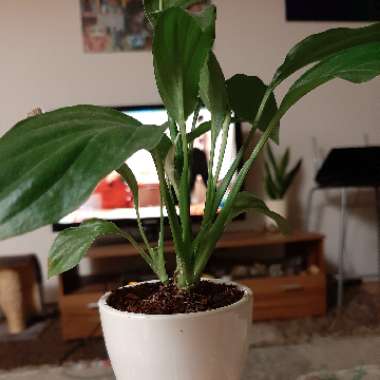 Peace Lily