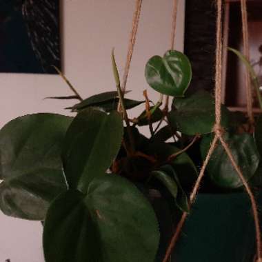 Heartleaf Philodendron