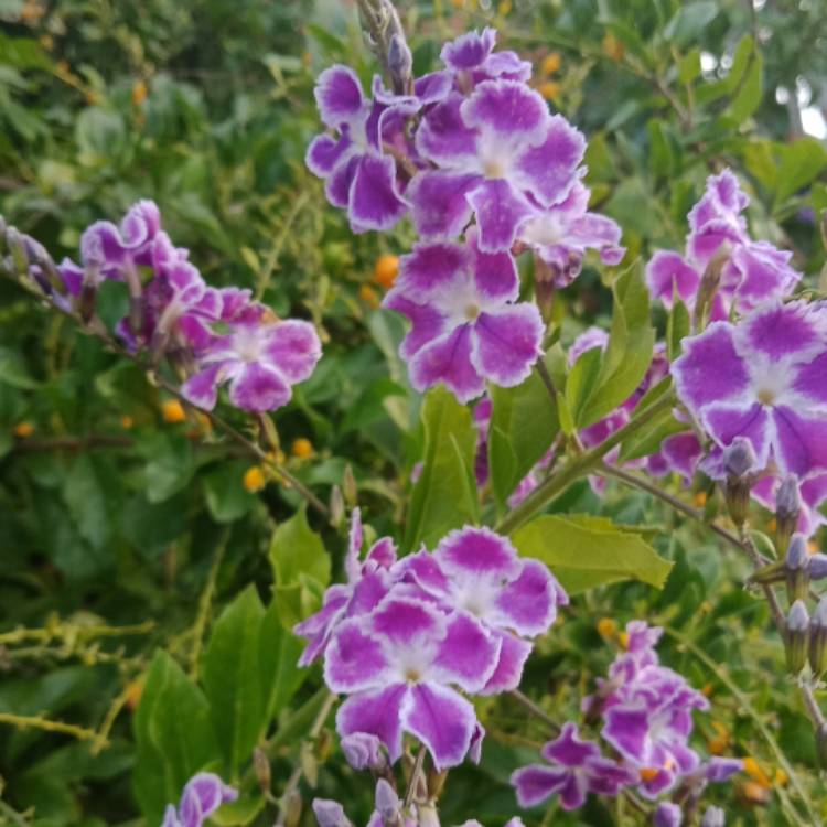 Plant image Duranta