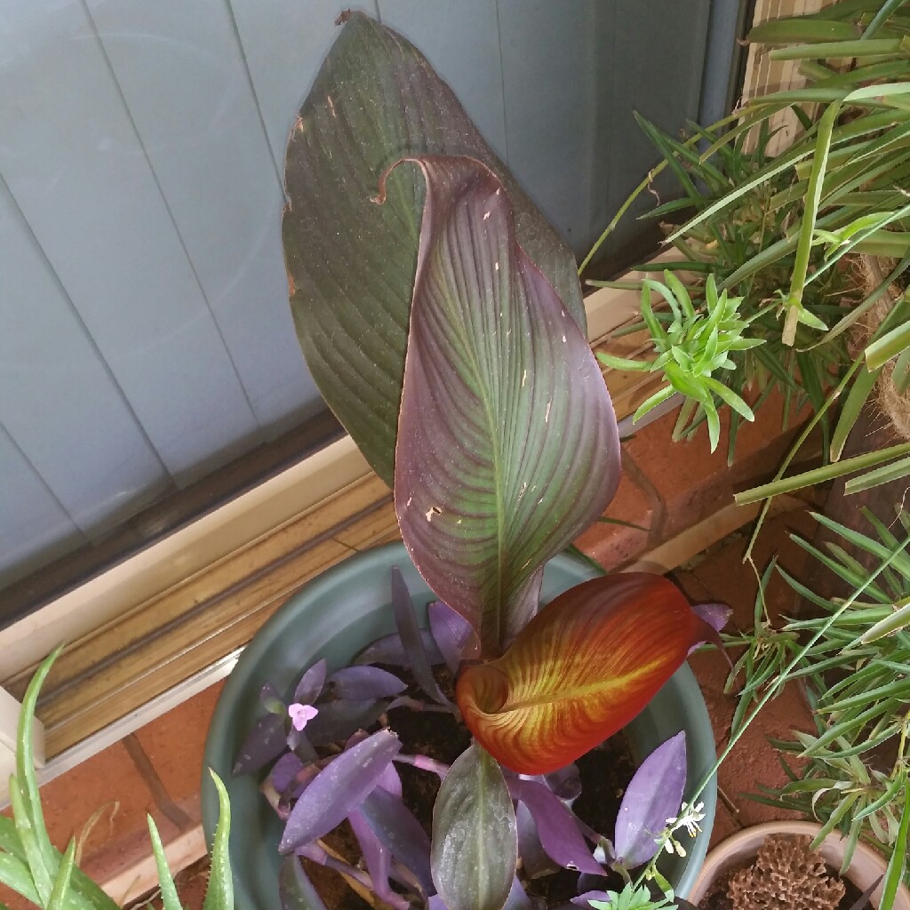 Plant image Canna 'Wyoming'