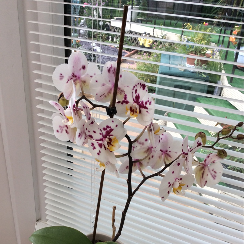 Moth Orchid