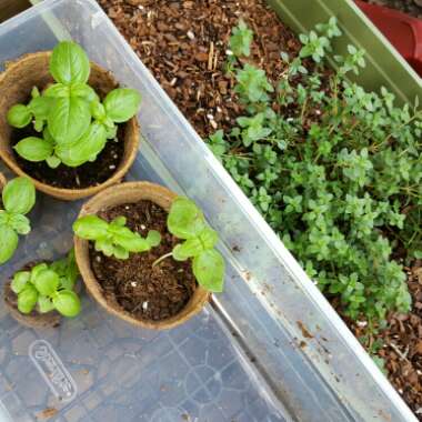 Creeping Lemon Thyme