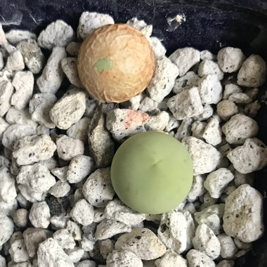 Conophytum Calculus