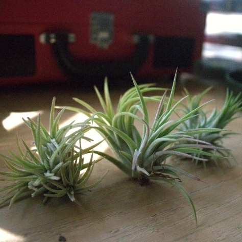 Plant image Tillandsia Ionantha v Hamimula 'Mexico'