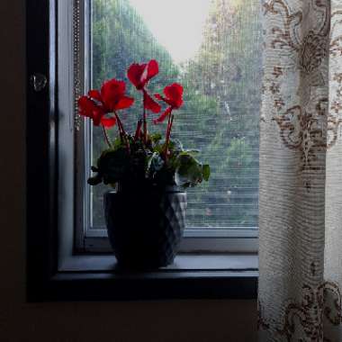 Cyclamen 'Sterling Scarlet' (Sterling Series)