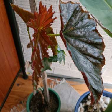 Begonia coccinea