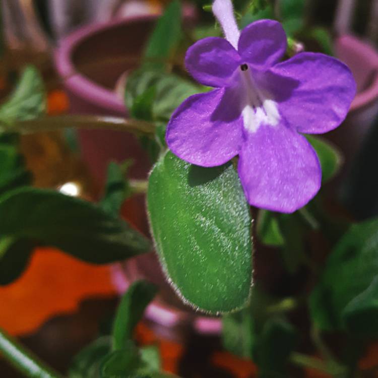 Plant image Streptocarpus caulescens