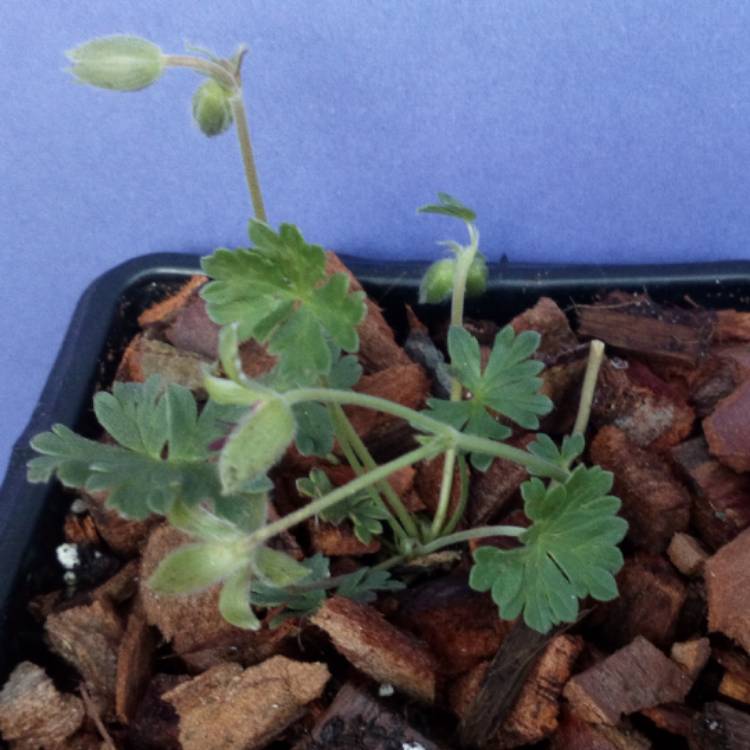 Plant image Geranium cinereum 'Sateene'