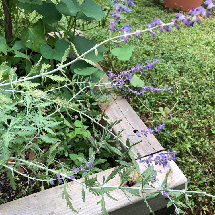 Plant image Salvia 'Lacey Blue' syn. Perovskia 'Lacey Blue'