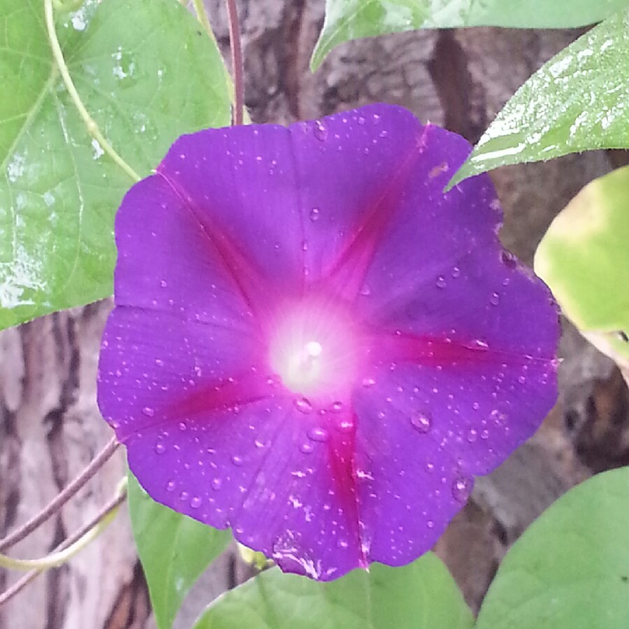 Blue Morning glory