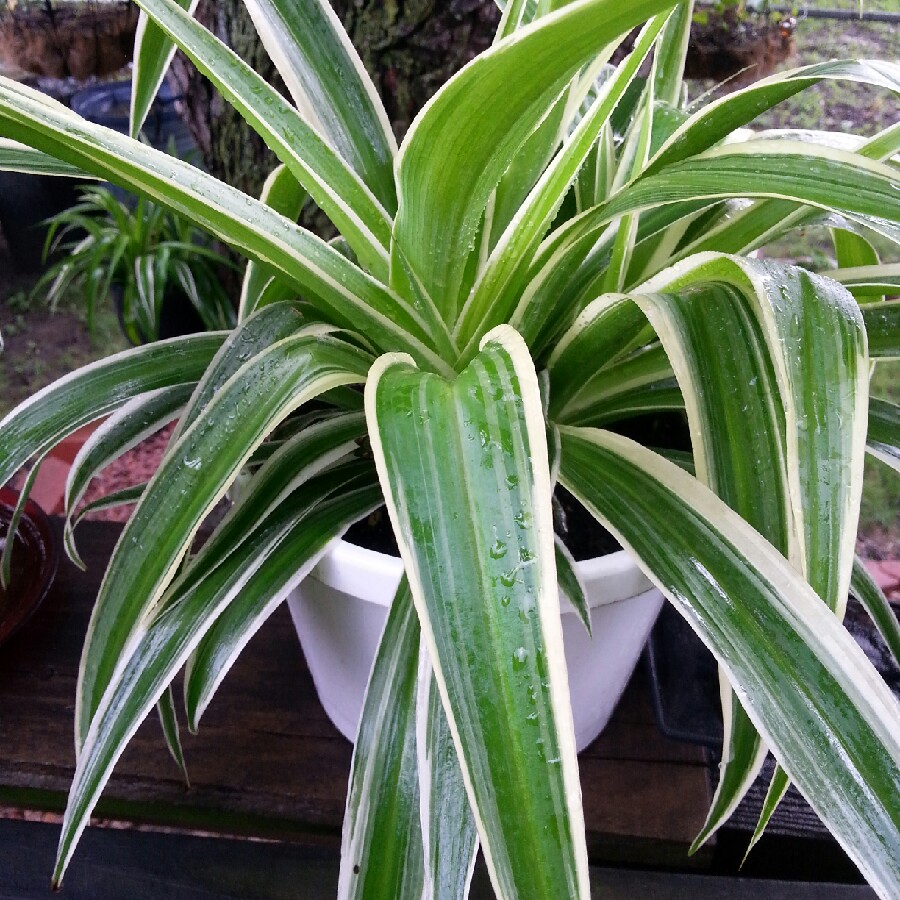 Spider Plant 'Vittatum'