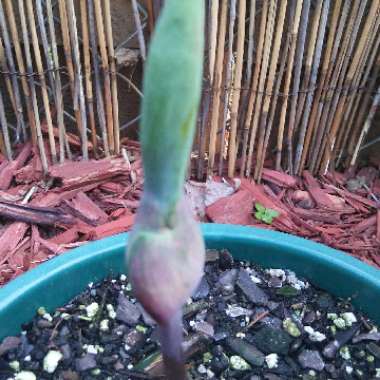 Elephant Ear 'Pink Cloud'