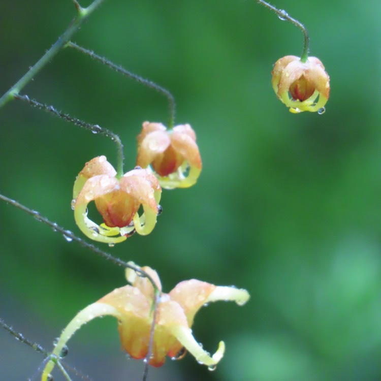 Plant image Epimedium