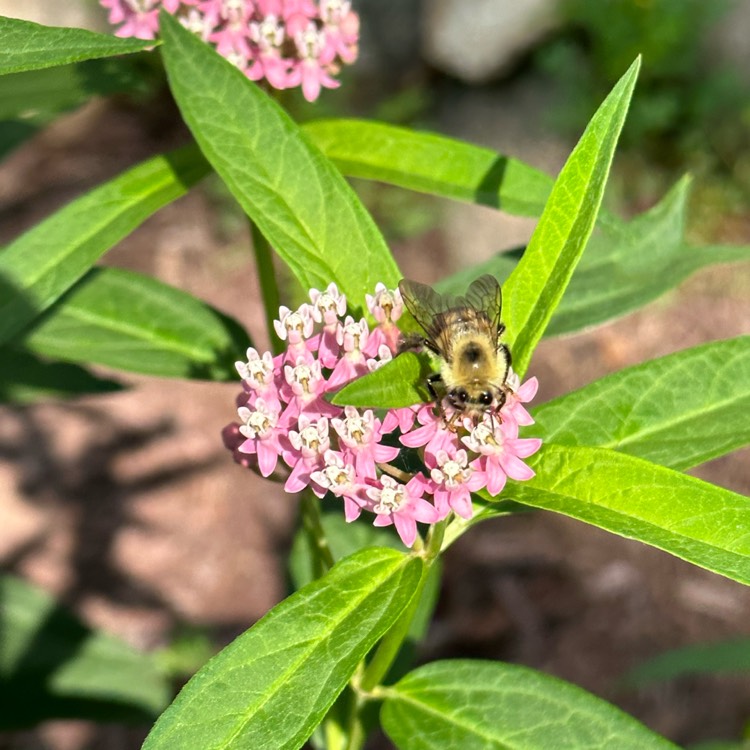 plant image 1680264