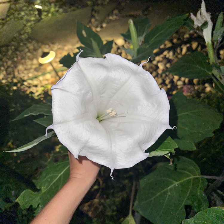 Plant image Datura