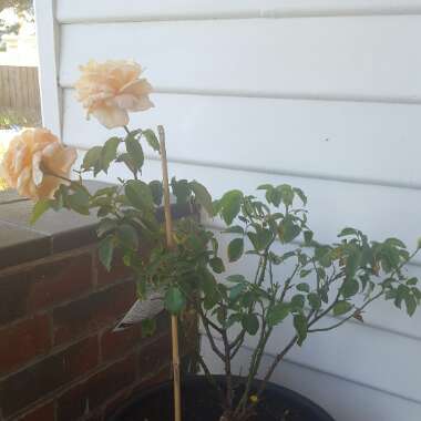 Rose (Hybrid Tea)