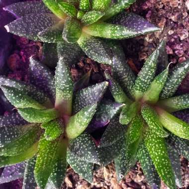 Haworthiopsis attenuata var. attenuata 'Enon' syn. Haworthia attenuata 'Enon'