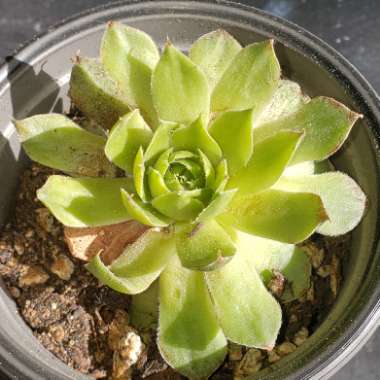 Sempervivum Plum Parvait