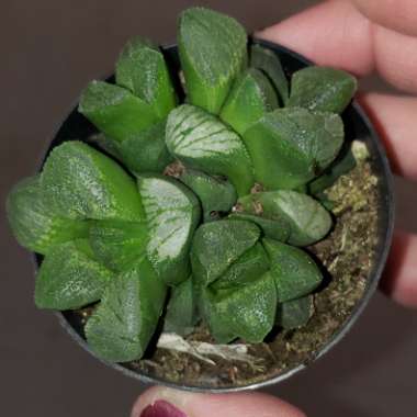 Haworthia emelyae var. major